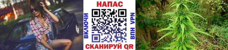 Каннабис индика  Владимир 